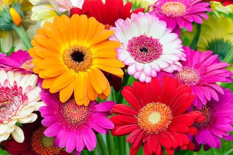 Fresh Gerbera Daisy Flower Seeds Mix - 100 Seeds, Colorful Blooms, Gerbera jamesonii, Garden, Border, Container Planting