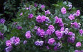 Double Purple/Pink Rose of Sharon Unrooted Cuttings Set of 10 - Hibiscus syriacus, Bushy Shrub, Garden Plant