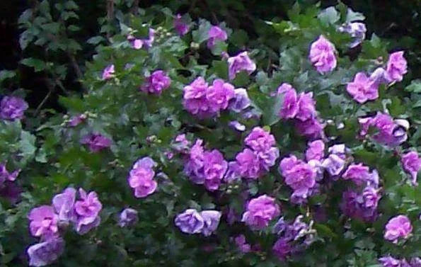 Double Purple/Pink Rose of Sharon Unrooted Cuttings Set of 10 - Hibiscus syriacus, Bushy Shrub, Garden Plant