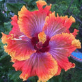 Hibiscus Seeds - 20 Pack - Purple, Orange, Pink Perennial Flowers - Hibiscus rosa-sinensis