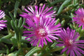 Magenta Ice Plant 1-Gallon Live Fully Rooted Delosperma cooperi Drought-Tolerant Succulent Ground Cover