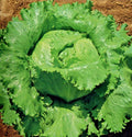 Organic Great Lakes Batavian Head Lettuce Seeds for Containers, Spring & Fall Garden, Lactuca sativa