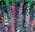 Rocket Larkspur Seeds 200+ | Annual Delphinium Ajacis for Hummingbirds | Easy to Grow, Vibrant Flowers, Pollinator Attractant