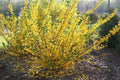 Forsythia Cuttings 6-8" Gold Edge Variety Forsythia viridissima var. koreana