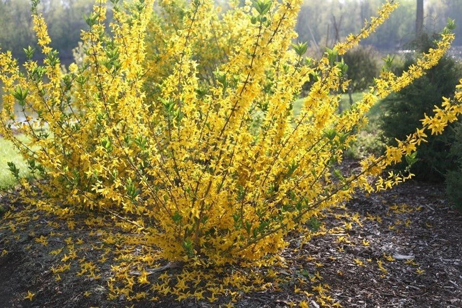 Forsythia Cuttings 6-8" Gold Edge Variety Forsythia viridissima var. koreana