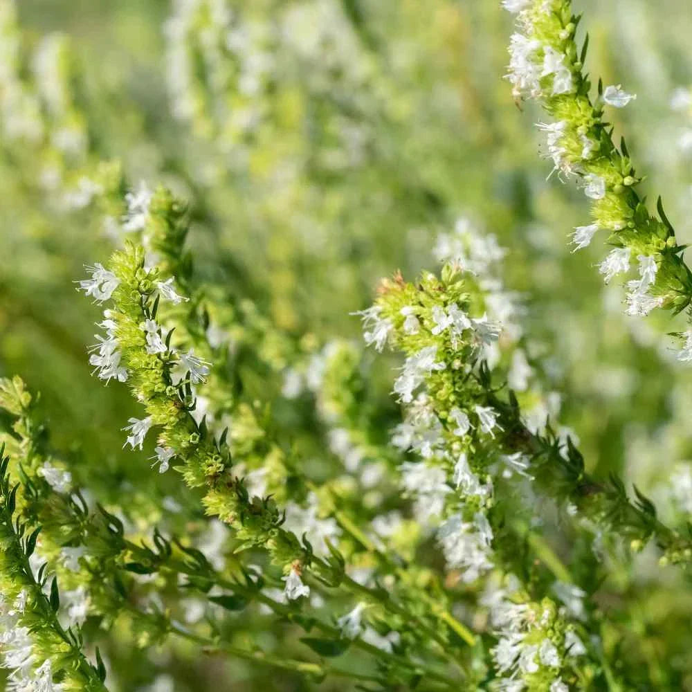 Hyssop Seeds 500 Count - White Perennial Herb Hyssopus officinalis for Culinary & Ornamental Gardens