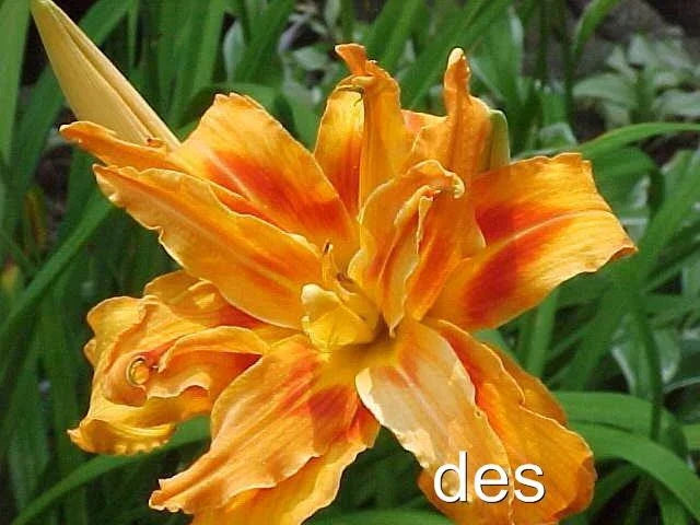3 Live KWANSO Daylily Plants - Double/Triple Orange Heirloom Hemerocallis fulva