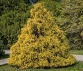 Weeping Cypress Pine Seeds - 25 Non-GMO Hesperocyparis funebris Evergreen Tree for Drought Tolerance