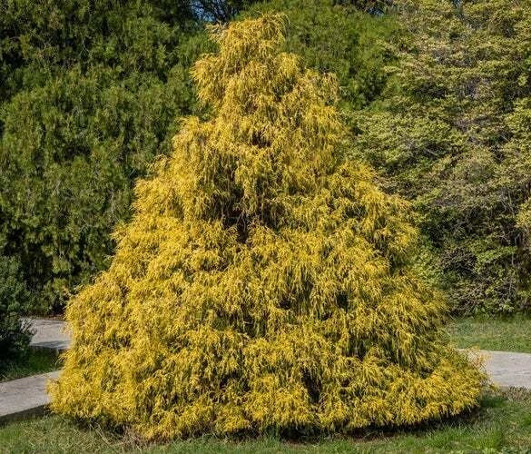Weeping Cypress Pine Seeds - 25 Non-GMO Hesperocyparis funebris Evergreen Tree for Drought Tolerance