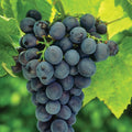 Concord Grape Live Plant Tree 8-18" Vitis labrusca Sweet Grapes for Garden or Container