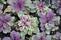 Live Ajuga Reptans Burgundy Glow Ground Cover Plants – 3 Rooted Perennials for Garden Landscaping