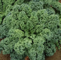 Organic Kale Seeds - Dwarf Blue Curled Scotch - Non-GMO Heirloom Greens - Brassica oleracea var. sabellica - 50+ Seeds