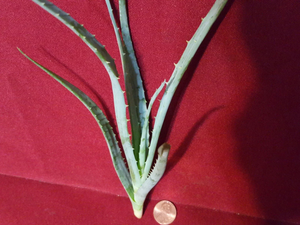 Blue Elf Aloe Live Plant Cutting - Succulent, 6-8 Inches, Aloe 'Blue Elf'