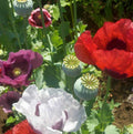 Organic Breadseed Poppies Seeds - Large Pods, 500 Count, Papaver somniferum, Edible & Ornamental Garden Seeds