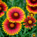 Indian Blanket Flower Seeds - 600+ Gaillardia pulchella Heirloom Non-GMO Hummingbird Attracting Wildflower Seeds