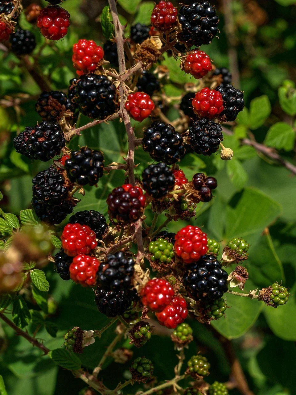 Organic Thornless Blackberry Cuttings - 6" Unrooted Rubus fruticosus, Thornless, Sweet Berries, Garden, Container Planting