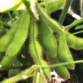 Bulk Midori Giant Edamame Soybean Seeds | Glycine max | Asian Vegetable, Edamame Seeds for Gardening & Cooking