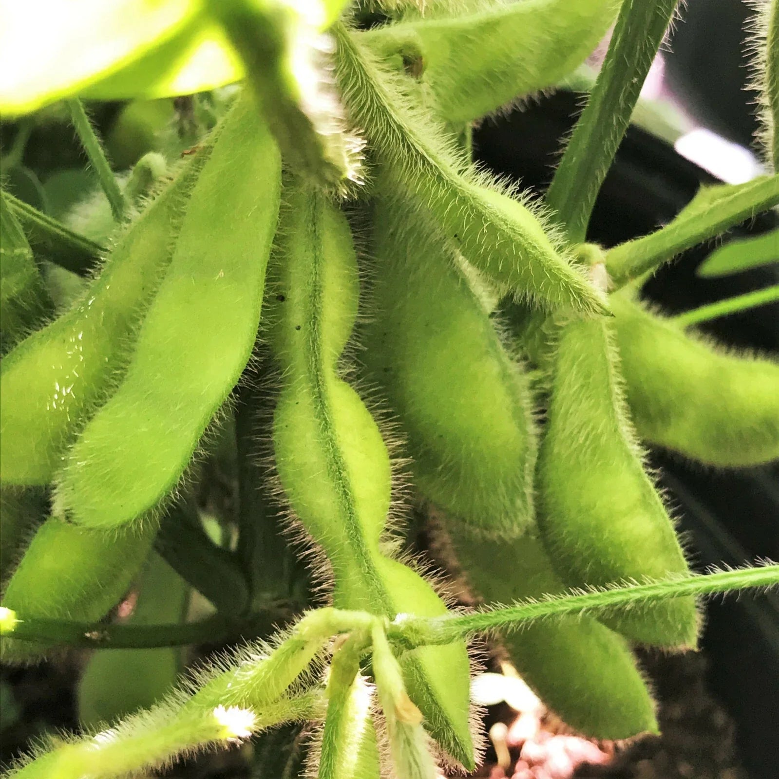 Bulk Midori Giant Edamame Soybean Seeds | Glycine max | Asian Vegetable, Edamame Seeds for Gardening & Cooking