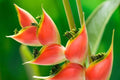Heliconia Seeds for Planting - 10 Seeds - Heliconia champneana - Tropical Banana Plant - Exotic Foliage and Vibrant Flowers