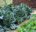 Collard Greens Seeds - Vates Heirloom Variety - Brassica oleracea - Non-GMO, 50+ Seeds for Salads & Cooking
