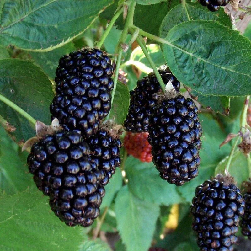 Thornless Apache Blackberry Seeds – Rubus fruticosus – Juicy Blackberries – 10+ Seeds for Home Garden & Farming