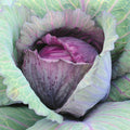 Red Acre Cabbage Seeds - Heirloom Brassica oleracea for Spring & Fall Gardens, Vegetables, Containers