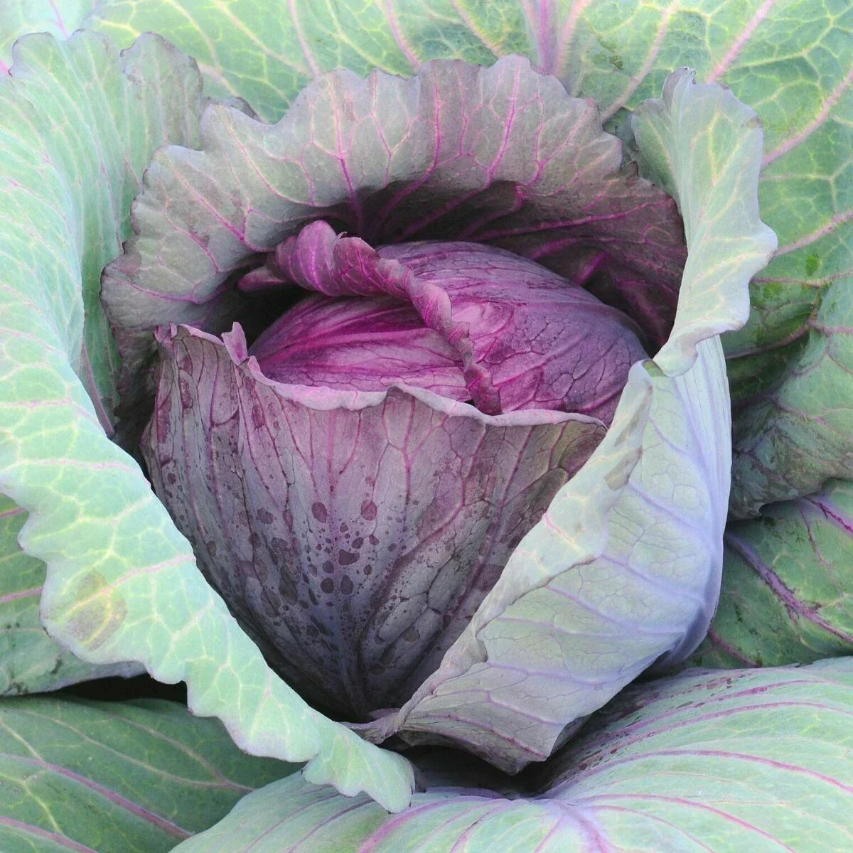 Red Acre Cabbage Seeds - Heirloom Brassica oleracea for Spring & Fall Gardens, Vegetables, Containers