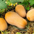 Waltham Butternut Squash Seeds - Heirloom Cucurbita moschata, 20+ Seeds for Home Garden, Bountiful Harvest, Non-GMO, Easy to Grow