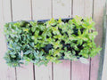 Mint Cuttings - 6 Rooted Varieties including Pineapple, Orange, Apple, Chocolate, Strawberry, Mentha spp.