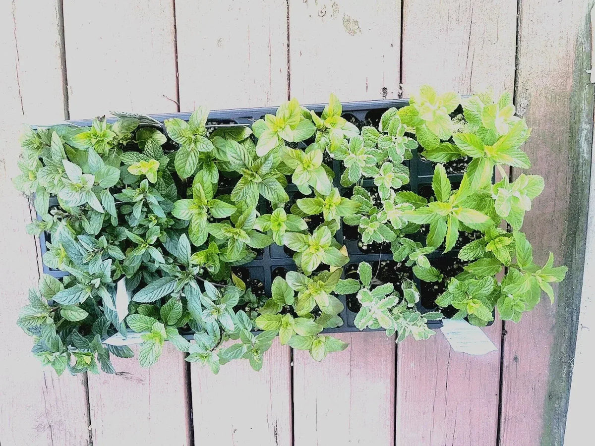 Mint Cuttings - 6 Rooted Varieties including Pineapple, Orange, Apple, Chocolate, Strawberry, Mentha spp.