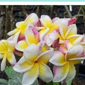 Plumeria Plant Rooted Cutting - Nakaraj Variety, Fragrant Tropical Flowers, Garden Decor, Compact 30-40 cm