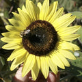 Lemon Queen Sunflower Seeds - 25+ Large Colorful Helianthus annuus Flowering Seeds for Garden, Pots & Cut Flowers
