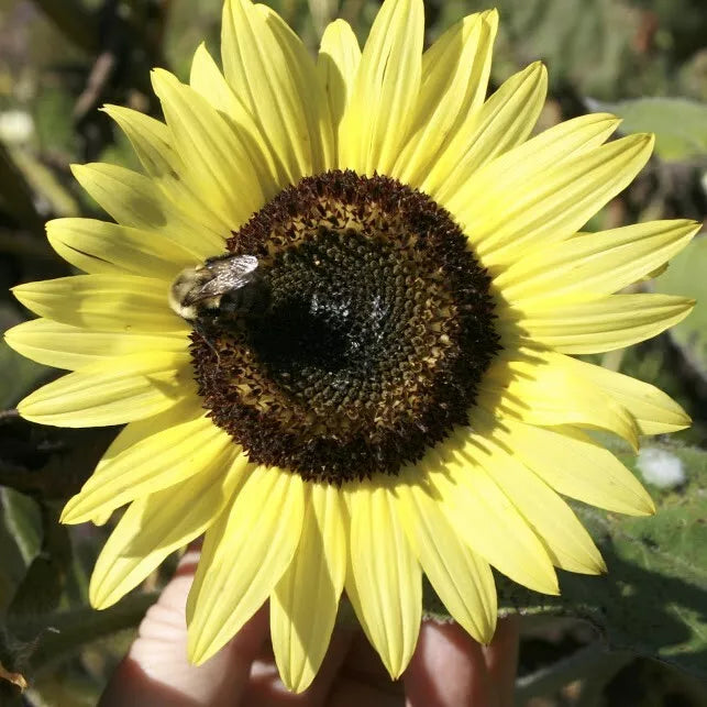 Lemon Queen Sunflower Seeds - 25+ Large Colorful Helianthus annuus Flowering Seeds for Garden, Pots & Cut Flowers