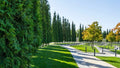 Western Red Cedar Tree Seeds - 50 Pack - Thuja plicata for Landscaping, Reforestation, and Garden Planting