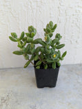 Pickle Succulent Plant 2-Inch Rooted Pot Delosperma Echinatum, Unique Foliage, Drought Tolerant, Indoor Outdoor Ground Cover