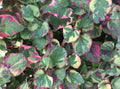 Houttuynia Cordata Fish Mint Charmeleon Bare Root Plants - Aquatic Perennial Ground Cover for Ponds, Water Gardens, Borders