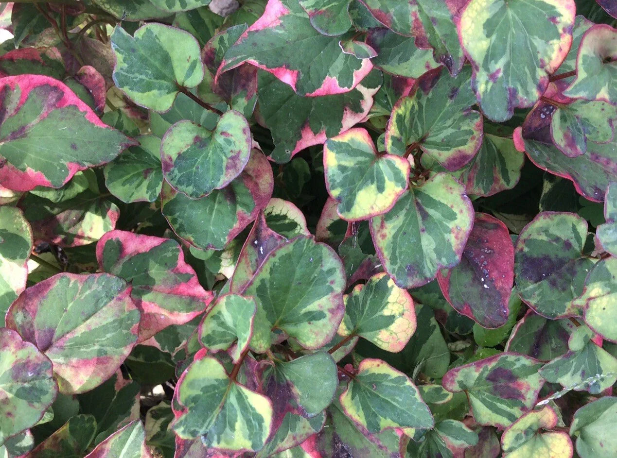 Houttuynia Cordata Fish Mint Charmeleon Bare Root Plants - Aquatic Perennial Ground Cover for Ponds, Water Gardens, Borders