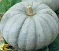 Blue Pumpkin Seeds Jarrahdale Variety for Ornamental and Culinary Use, Cucurbita maxima