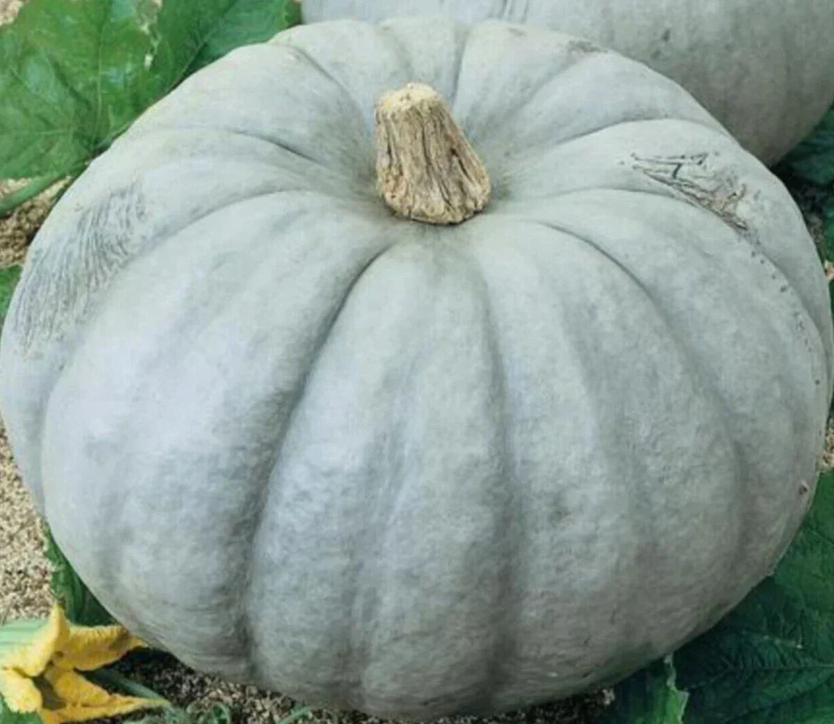 Blue Pumpkin Seeds Jarrahdale Variety for Ornamental and Culinary Use, Cucurbita maxima