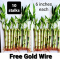 Lucky Bamboo Plants 6 Inches - 10 Pack with Free Gold Wire | Indoor Feng Shui Dracaena sanderiana