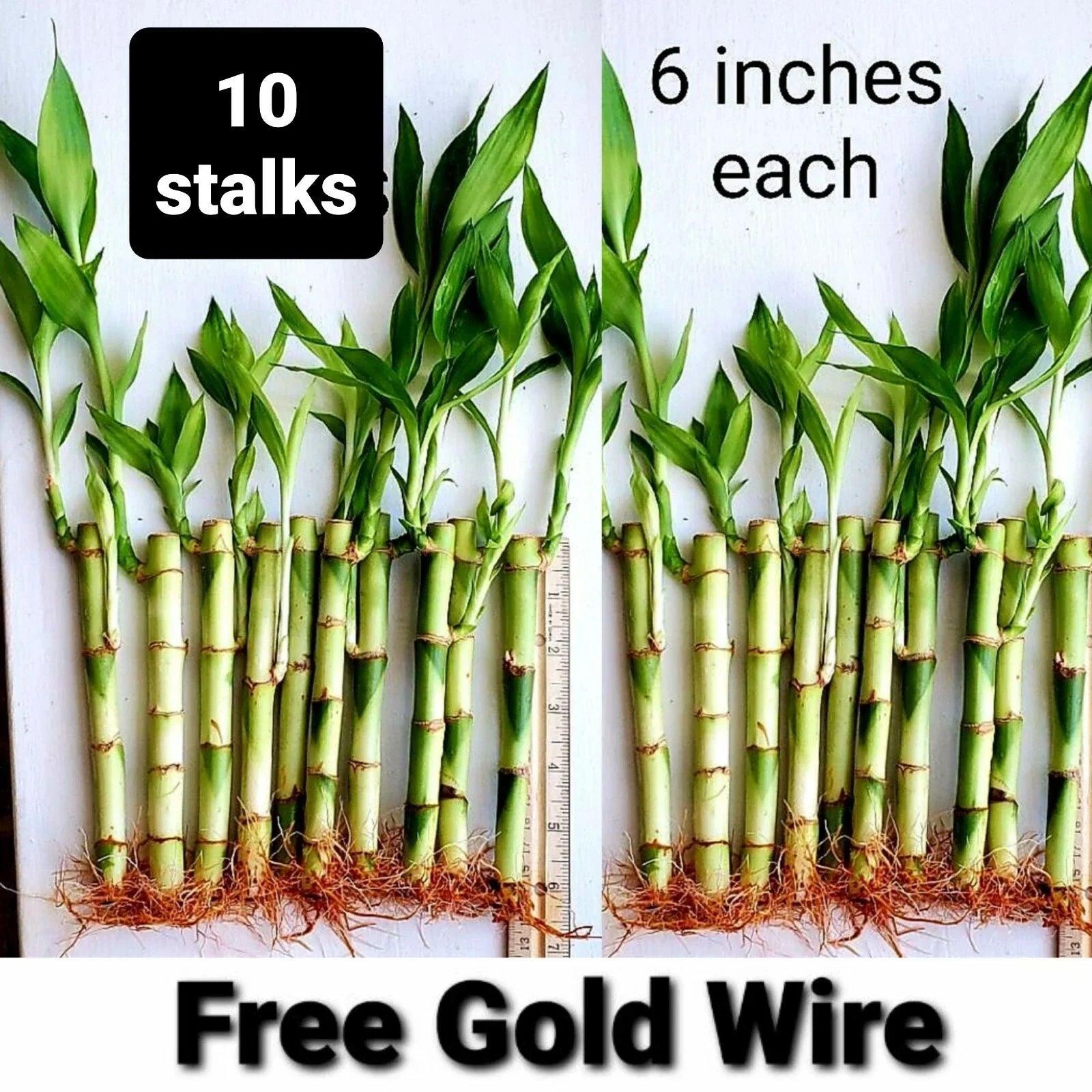 Lucky Bamboo Plants 6 Inches - 10 Pack with Free Gold Wire | Indoor Feng Shui Dracaena sanderiana