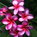 Pink Purple Plumeria Seeds – Perennial Flower Seeds for Garden, Indoor & Outdoor, Plumeria rubra, Butterfly & Hummingbird Attractant