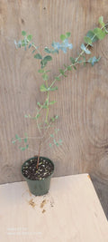 Silver Dollar Eucalyptus Live Plant in 4" Pot - Eucalyptus cinerea Indoor Houseplant