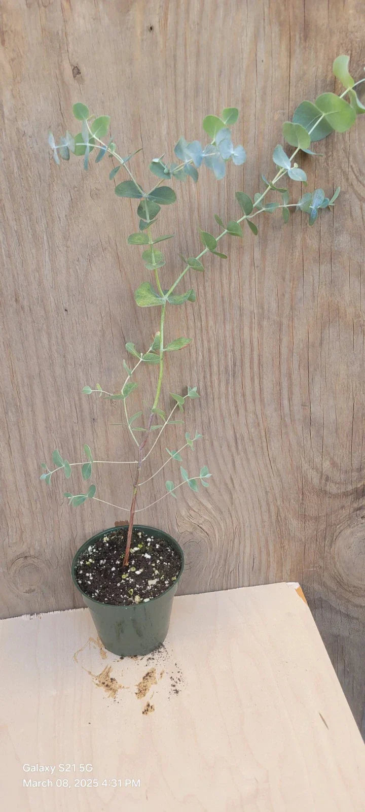 Silver Dollar Eucalyptus Live Plant in 4" Pot - Eucalyptus cinerea Indoor Houseplant