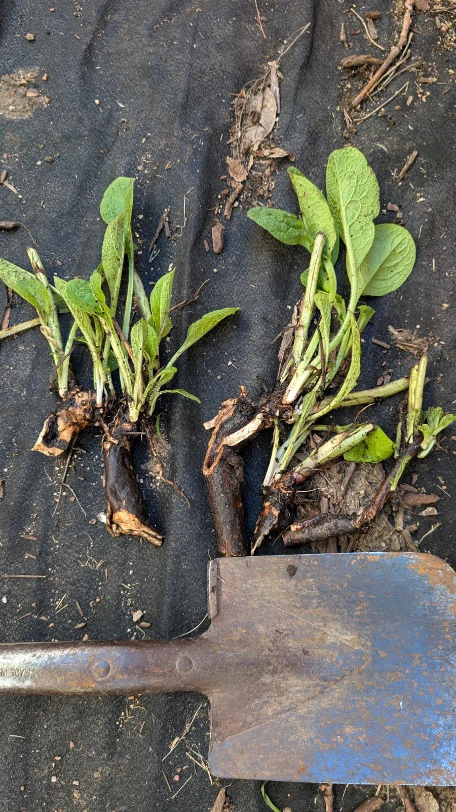 Comfrey Bocking 14 Plant - Large Bare Root Crown - Non-Spreading Symphytum x uplandicum Herb