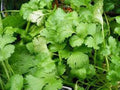 Cilantro Seeds, 50 Non-GMO Slow Bolt Heirloom, Coriandrum sativum Culinary Herb Seed Packet