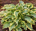 Hosta Plant - Potted Perennial - Voices In The Wind Variegated Shade-Loving Ground Cover Hosta 'Hosta'