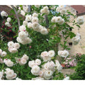 Climbing Rose Bush Cuttings - 4 Fragrant Large Bloom Varieties Rosa 'Sombrueil'
