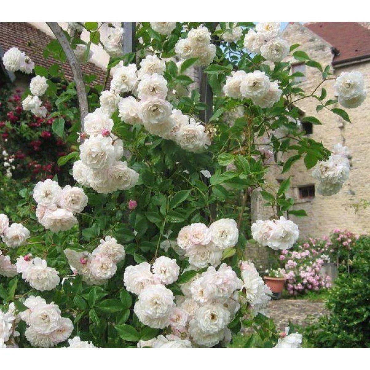 Climbing Rose Bush Cuttings - 4 Fragrant Large Bloom Varieties Rosa 'Sombrueil'