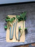 Confederate Rose Cuttings 3 Pack | Pink Color-Changing Flowers | Hibiscus mutabilis | Fast Rooting, Deer-Resistant